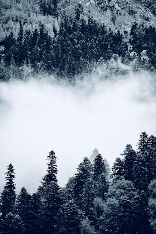 A Grayscale Photo of Trees on Mountain