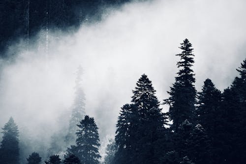 Бесплатное стоковое фото с вечнозеленый, деревья, дым
