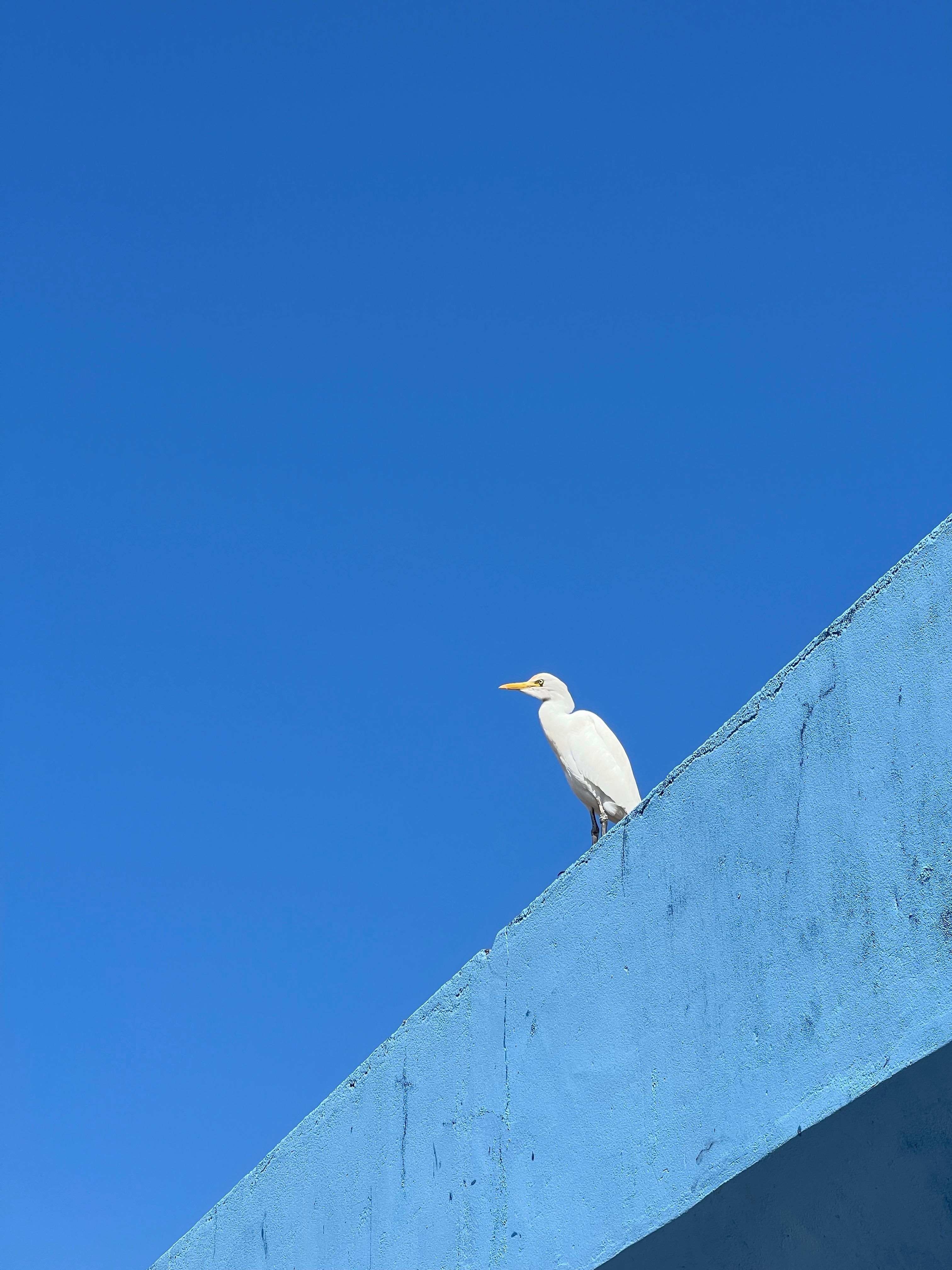 A solitary white egret perched on a blue concrete structure against a clear sky.