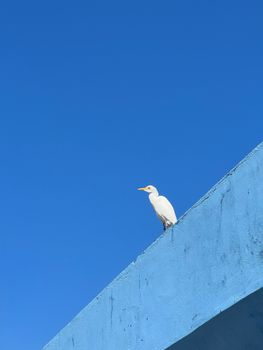 A solitary white egret perched on a blue concrete structure against a clear sky.