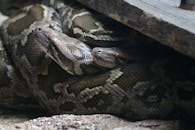 Close UP Shot of Snakes