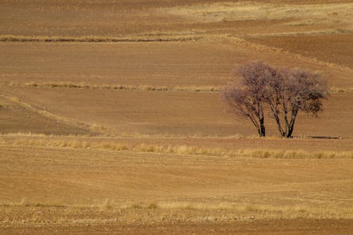 Trees in the Rural Fields