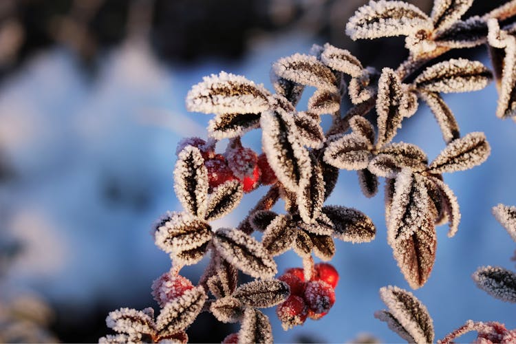 Photo Of Frosted Leaves