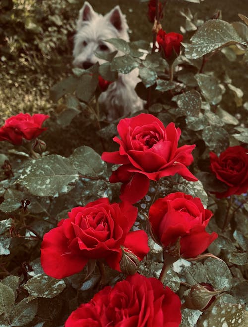 Foto profissional grátis de cachorro, cachorro branco, jardim de flores