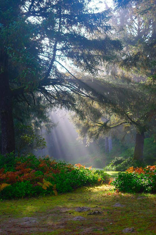 Free Sunlight Beaming on Green Trees Stock Photo