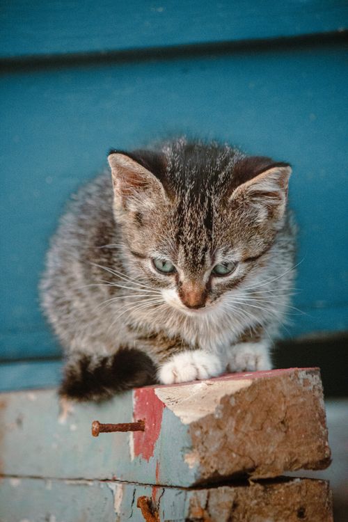 Free Cute kitten sitting curiously on a wooden plank against a blue wall. Stock Photo