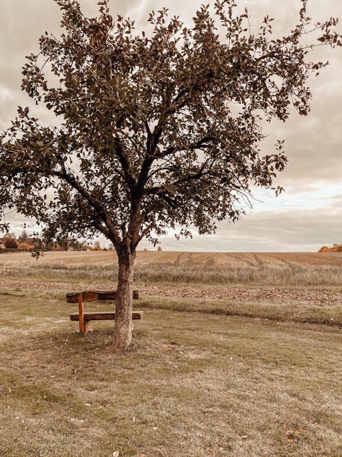 Bench by a Tree on a Field