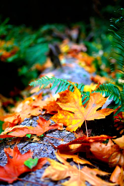 Close-Up Photo of Dry Leaves