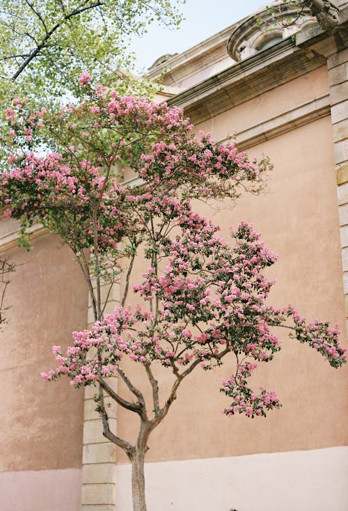 A Tree Blooming with Pink Flowers