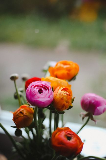 Close-up of colorful ranunculus flowers by a window, showcasing vibrant petals and a fresh atmosphere.