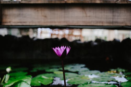 Free stock photo of bridge, flower, lotus