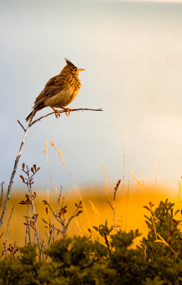 Close-up O A Crested Lark On A Branch 