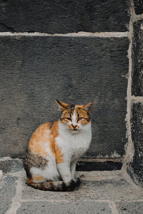 Ilmainen kuvapankkikuva tunnisteilla calico cat, eläin, eläinkuvaus