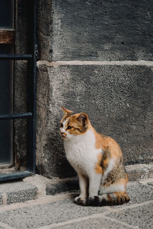 Free A calico cat calmly sits by a textured concrete wall in an urban environment. Stock Photo