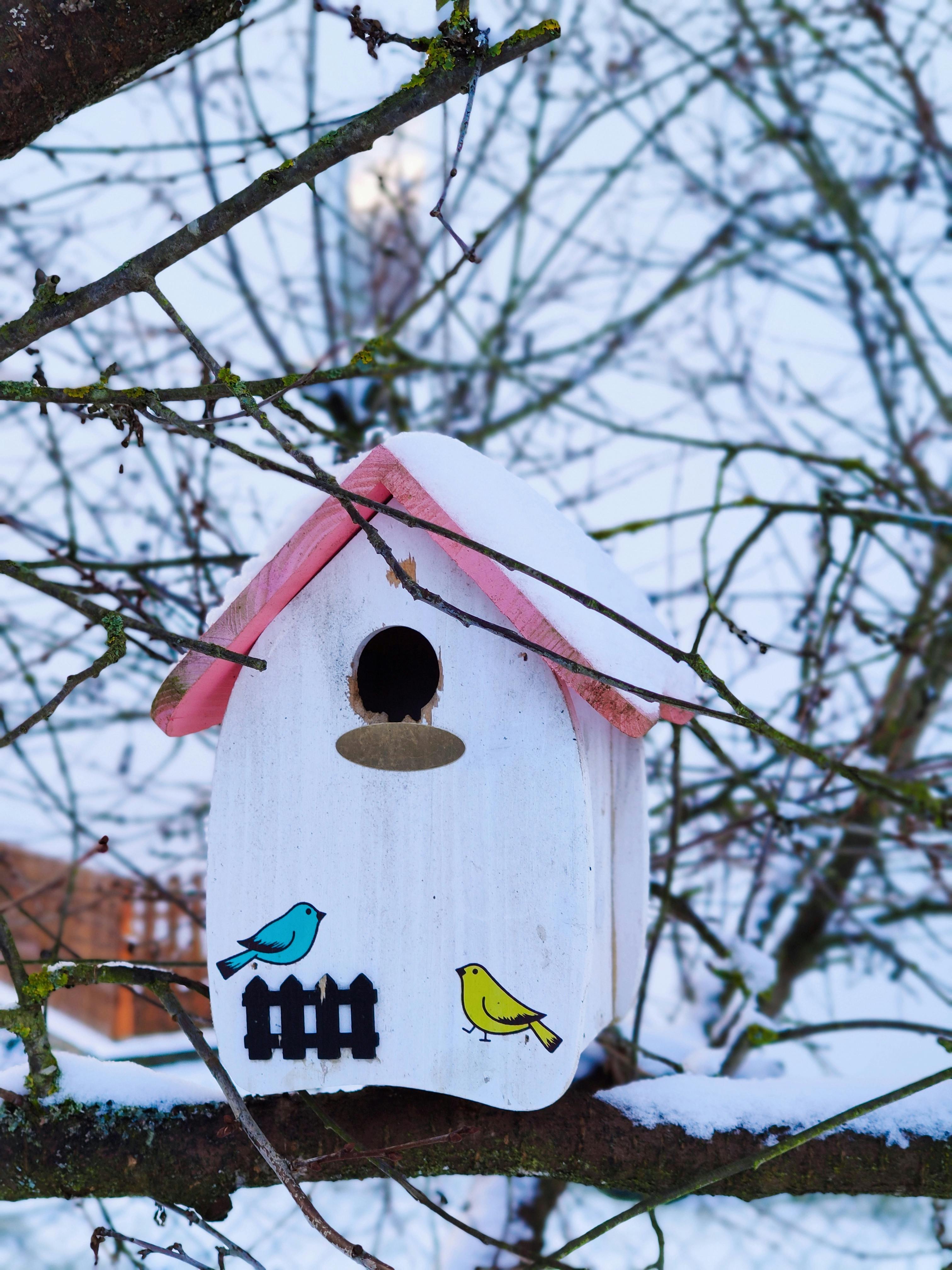 Birdhouse on a Tree · Free Stock Photo