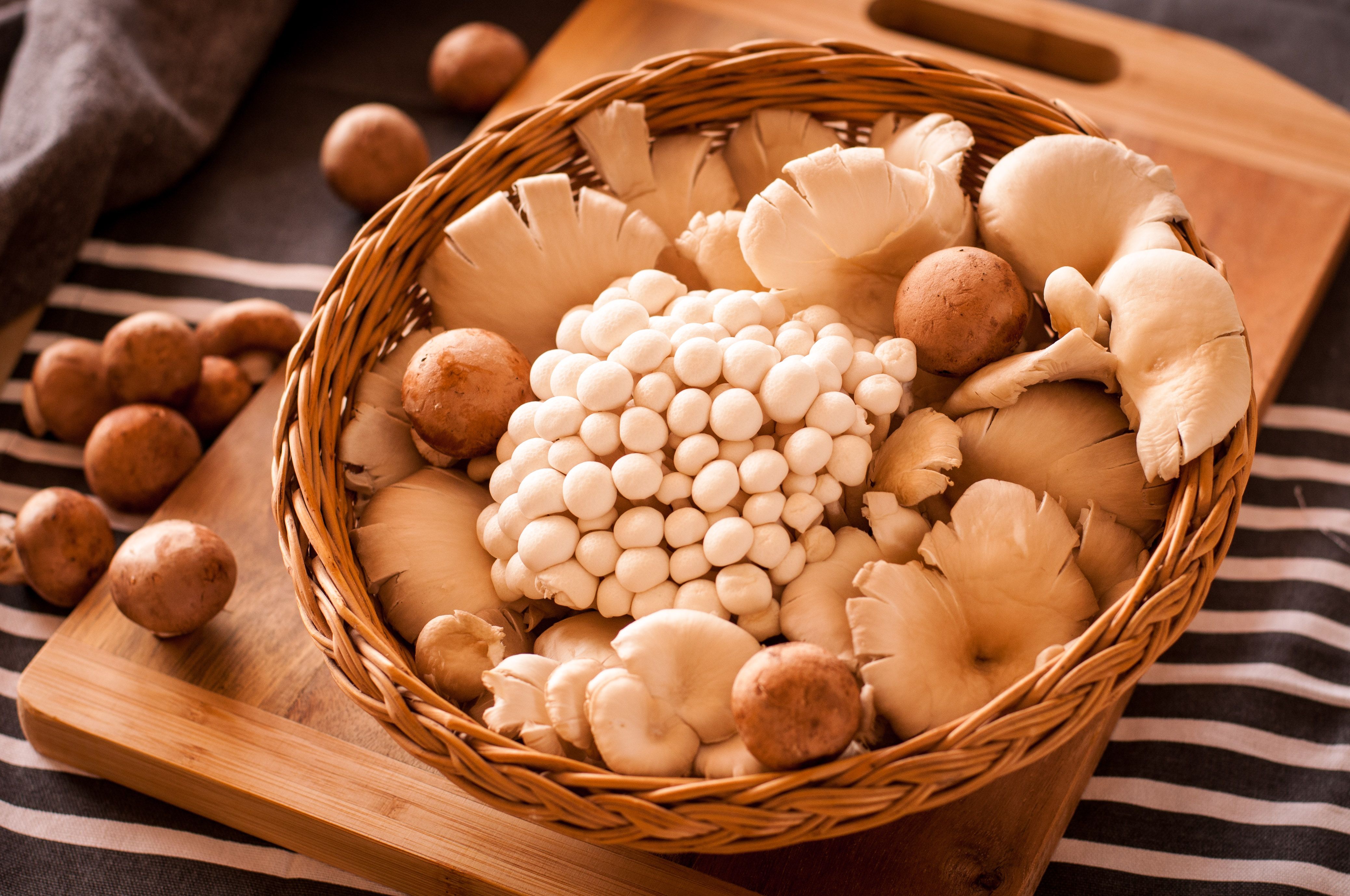 Les 7 Champignons Méconnus qui Nettoient votre Cerveau et Libèrent une Énergie Mentale Insoupçonnée