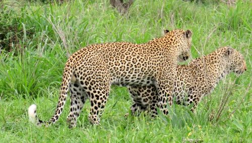 Free Leopard mating Stock Photo