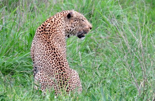 Free Leopard Stock Photo