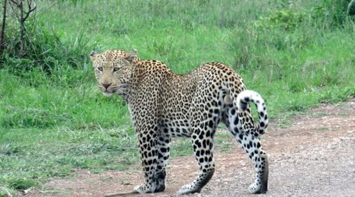 Free Leopard passing the road Stock Photo