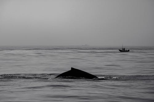 Immagine gratuita di acqua, animale, balena