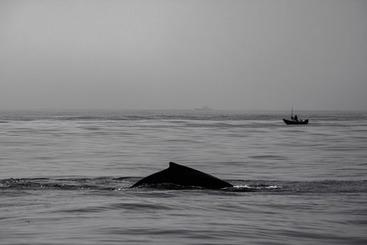 whale photo
