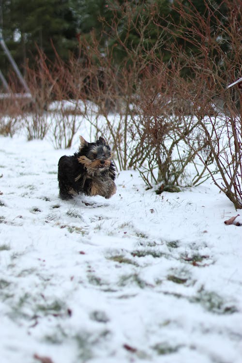 Puppy Running on Snow Covered Ground