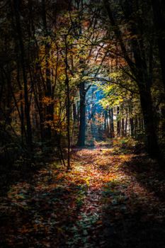 A serene autumn forest path with sunbeams filtering through colorful leaves.