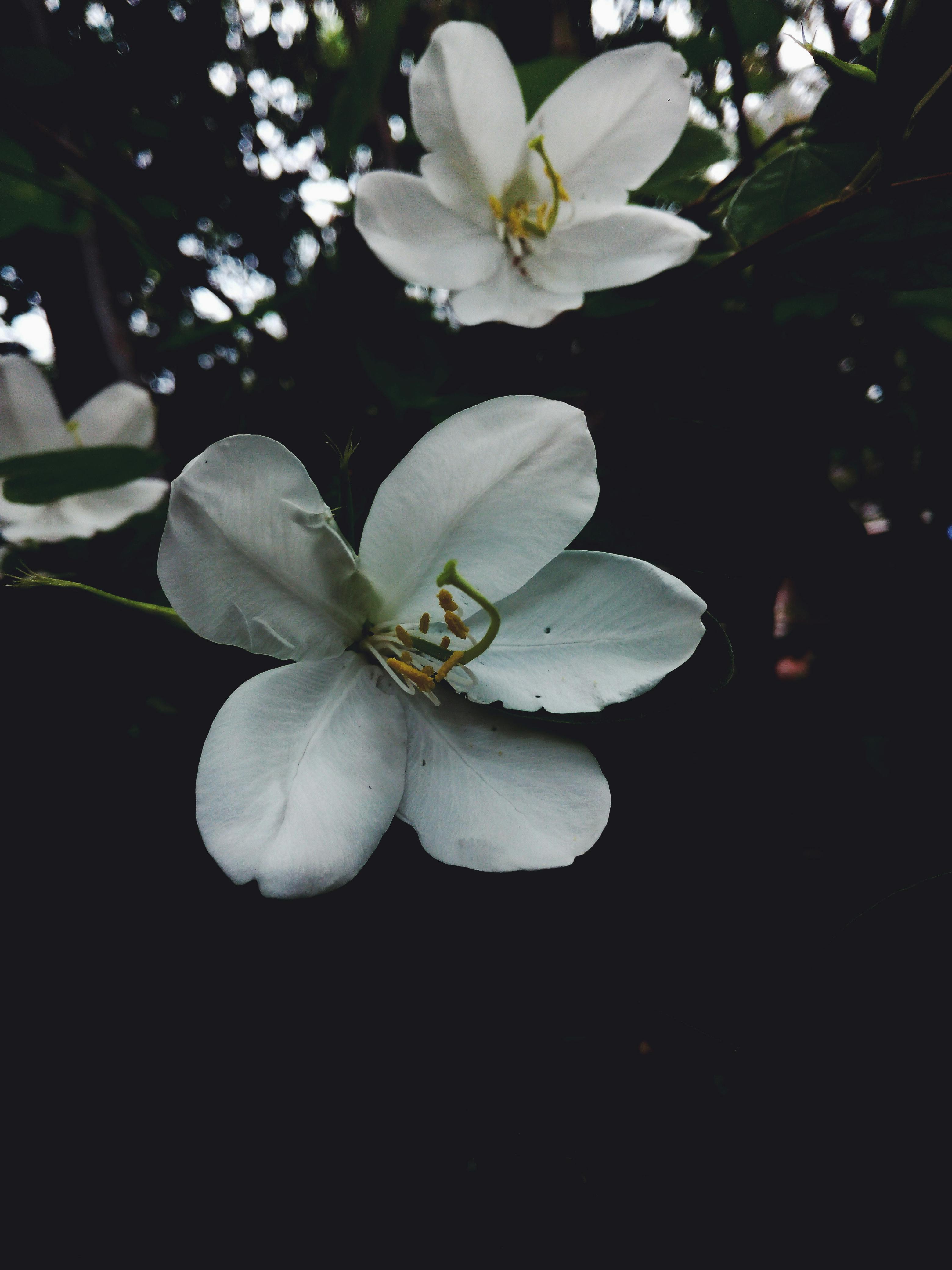 Window & Door Replacement