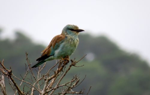Free European roller Stock Photo