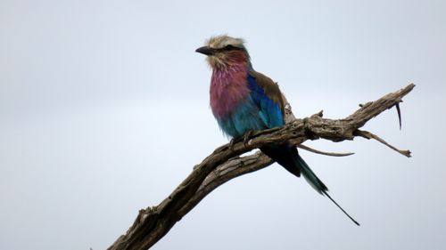 Free Lilac brested roller Stock Photo