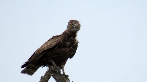Free Snake Eagle Stock Photo