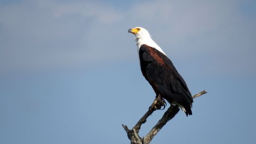 Free African Fish Eagle Stock Photo