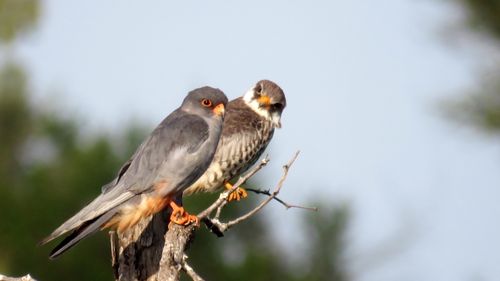 Free Amur falcon Stock Photo