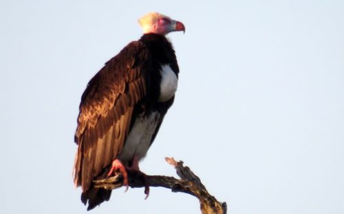 Free White headed vulture Stock Photo