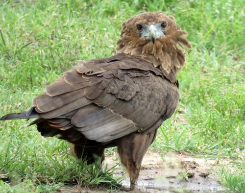 Free Juvenile Bateleur Eagle Stock Photo