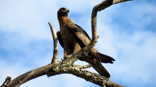 Free Whalberg Eagle Stock Photo