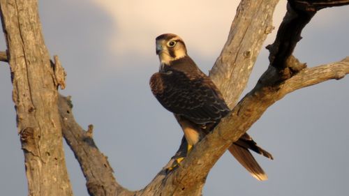 Free Lanner falcon Stock Photo