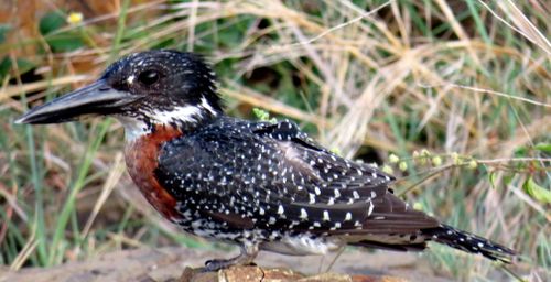Free Gaint kingfisher Stock Photo