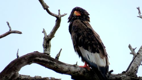 Free Bateleur Eagle Stock Photo