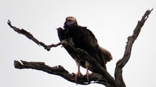 Free Lappet faced vulture Stock Photo