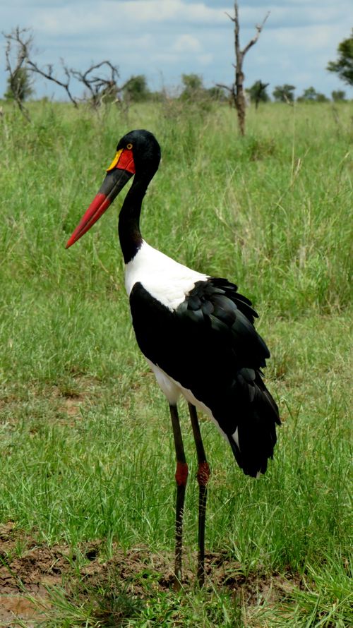 Free Photo of a Saddle-Billed Stork standing in a grass meadow in South Africa. Stock Photo