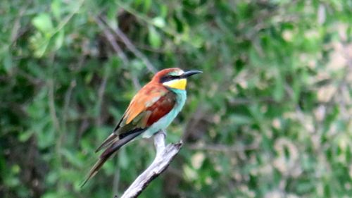 Free European bee eater Stock Photo