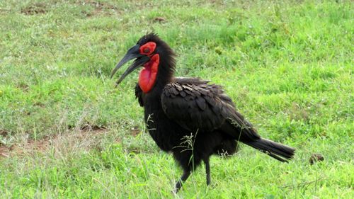 Free Thunderbird (Southern Ground Hornbill) Stock Photo