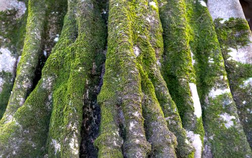 Free Detailed view of a tree trunk adorned with vibrant green moss in a natural forest setting. Stock Photo