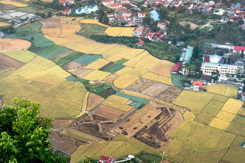 Field near Village