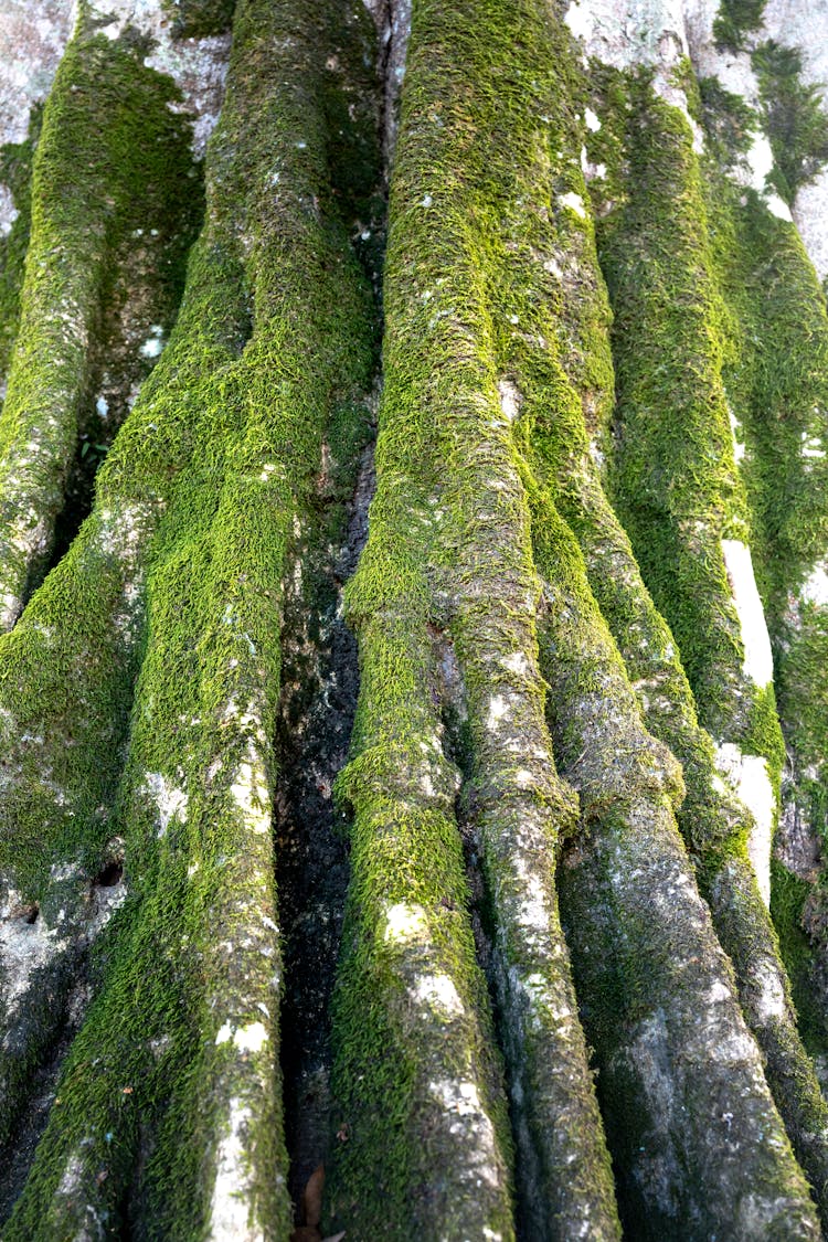 A Moss On The Tree