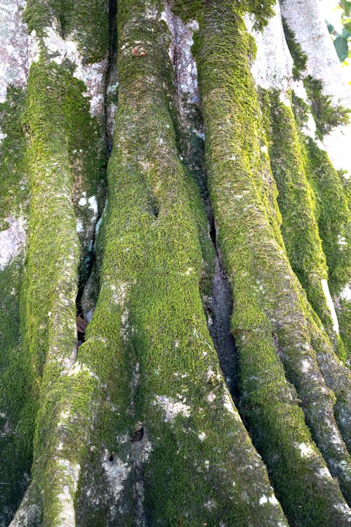 Moss on Bark