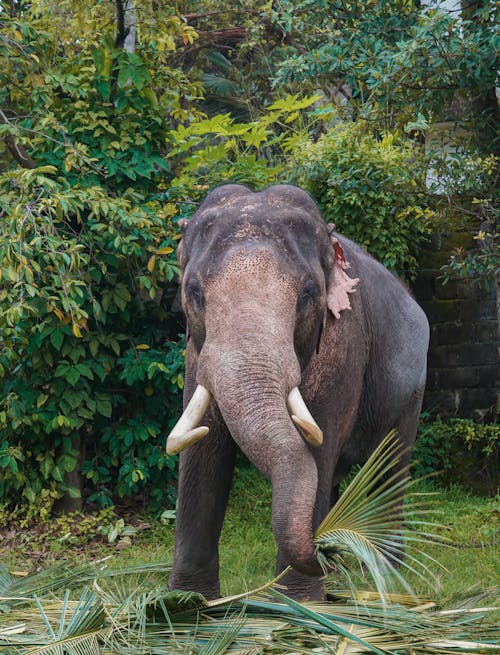 An elephant with tusks standing in a grassy area