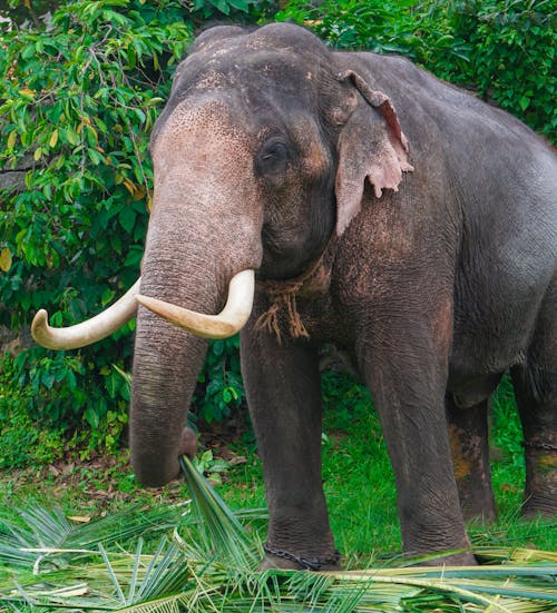 An elephant with tusks eating grass in a field