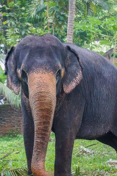 elephant photo